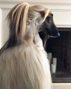 a dog with long blonde hair sitting in front of a fire place and looking off into the distance