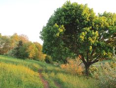 a dirt path in the middle of a grassy field