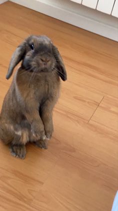 a brown rabbit sitting on top of a hard wood floor