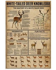 a poster with deer information on it