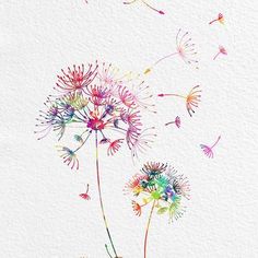 a dandelion drawing with watercolors on paper