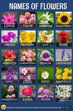 the names of flowers are shown in this poster, which shows different types of flowers