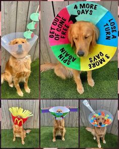 a collage of photos showing dogs wearing hats and costumes for the same occasion,