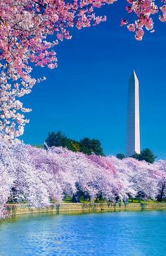 the washington monument is surrounded by blooming cherry trees and reflecting water in front of it