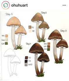 the diagram shows different types of mushrooms