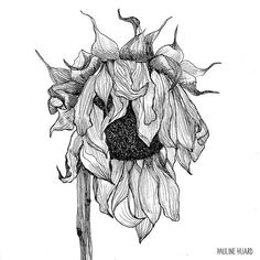 a black and white drawing of a sunflower with the petals still attached to it