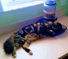 a cat laying on top of a counter next to a container