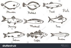 different types of fish drawn in ink on white paper with black and white lettering, including names