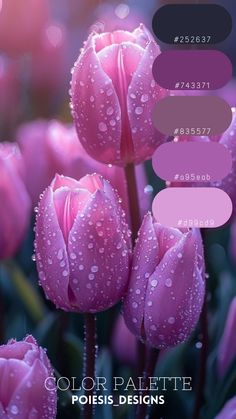 some pink flowers with water droplets on them and the words color palette posies designs