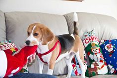 a dog standing on top of a couch next to a person holding a stuffed animal