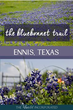 the bluebonnet trail in ennis, texas with text overlaying it