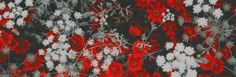 red and white flowers with snow flakes in the foreground on a black background