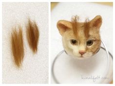 an orange cat with long hair in it's head and another photo of the same cat