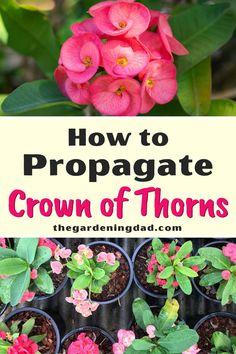 how to propagate the crown of thorns in containers with text overlay that reads, how to propagate crown of thorns