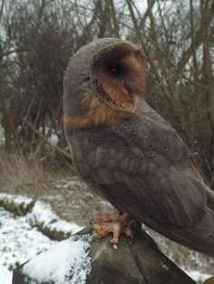 an owl sitting on top of a rock in the snow