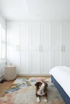 a dog is sitting on the floor in front of a white wardrobes and rug