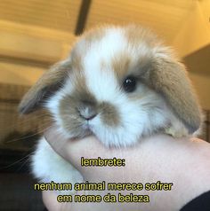 a person holding a small brown and white rabbit in their left hand while it's looking at the camera