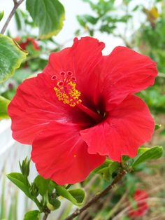 a red flower with green leaves in the background