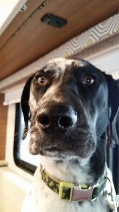 a black and white dog sitting in the back of a truck looking up at something