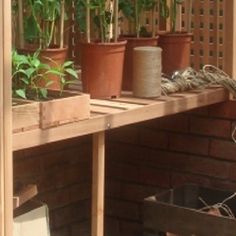 several potted plants are sitting on a wooden shelf