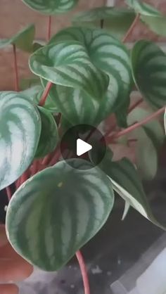 a close up of a plant with green leaves