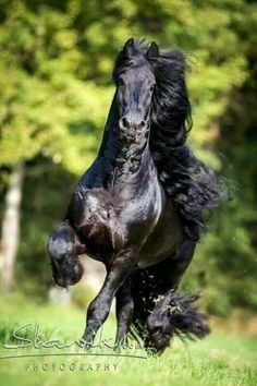 a black horse is running in the grass