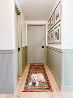 a white dog laying on top of a rug in a hallway