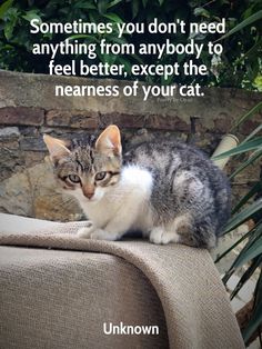 a cat sitting on top of a chair next to a brick wall with a caption that reads, sometimes you don't need anything from anybody to feel better, except the