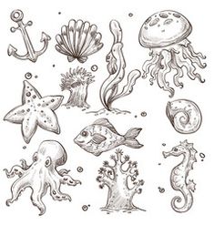 an ink drawing of sea animals and seashells in various stages of development, including starfish, octopus, jellyfish, fish, crab, and more