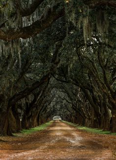 a dirt road lined with trees covered in spanish moss