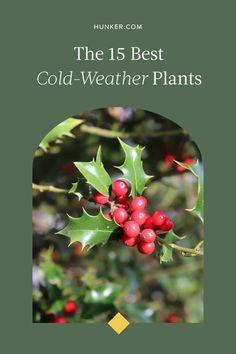 the 15 best cold - weather plants to grow in winter and fall, including holly berries