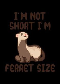 an otter saying i'm not short i'm ferret size on a black background