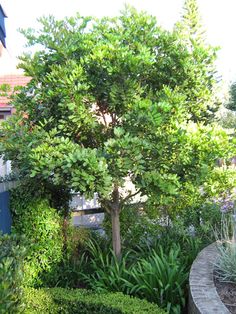 a small tree sitting in the middle of a garden