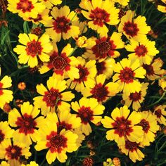 many yellow and red flowers are together