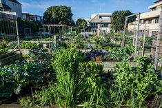 an urban garden with lots of green plants and buildings in the backgroung