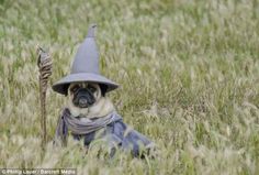 a pug dog dressed up as a wizard