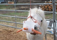 a white horse with carrots tied to it's head in a fenced area