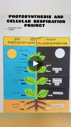 Photosynthesis Projects, Photosynthesis And Cellular Respiration, Cellular Respiration, Photosynthesis, 1k Views, Art Drawings, Energy