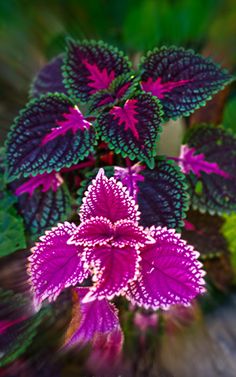 a purple and green plant with leaves in the background