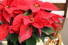 a red poinsettia plant with green leaves in a vase on a table