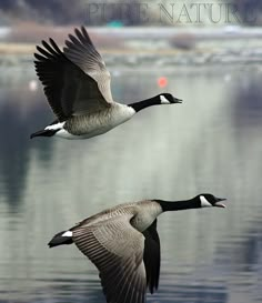 two geese are flying over the water