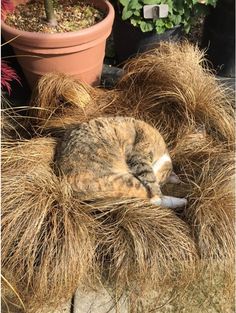 a cat curled up sleeping on top of some hay in front of a potted plant