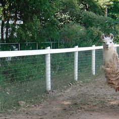 an alpaca running in front of a fence