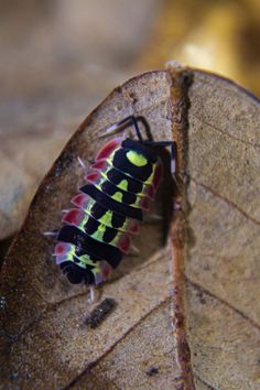 a close up of a bug on a leaf with yellow and red stripes around it