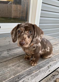 a brown and white dog sitting on top of a wooden bench