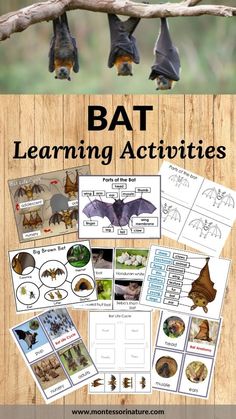 bat learning activities for kids and adults