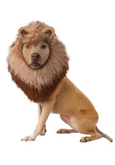 a dog wearing a lion costume sitting on top of a white floor next to a gray background