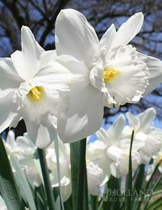 white daffodils are blooming in the garden