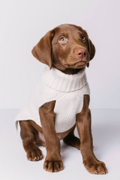 a brown dog wearing a white sweater sitting down