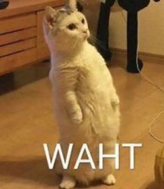 a cat standing on its hind legs with the caption that says, what?